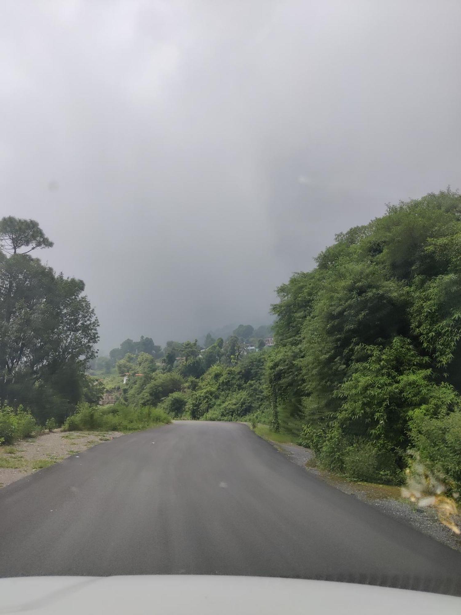 Cedar By Aahma Ramgarh (Uttarakhand)