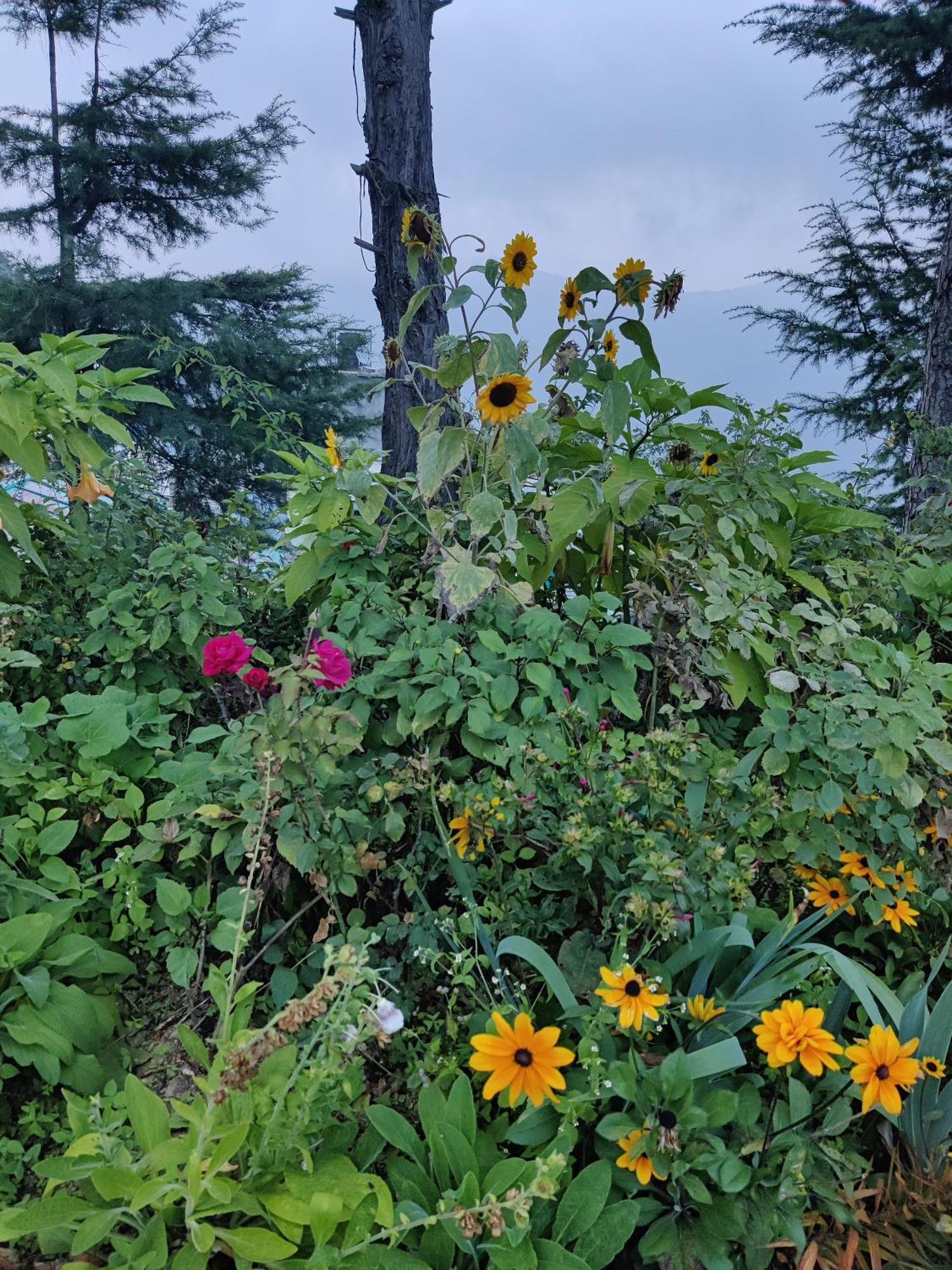 Cedar By Aahma * Ramgarh (Uttarakhand)