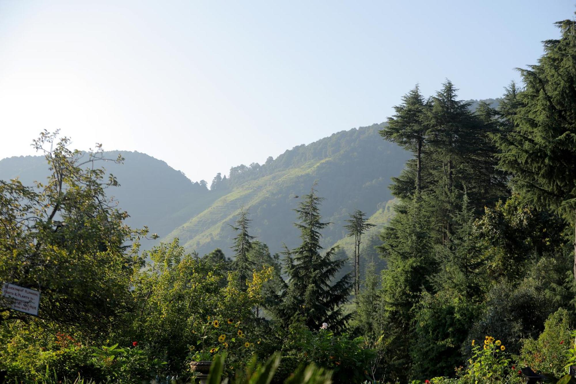 Cedar By Aahma Lodge