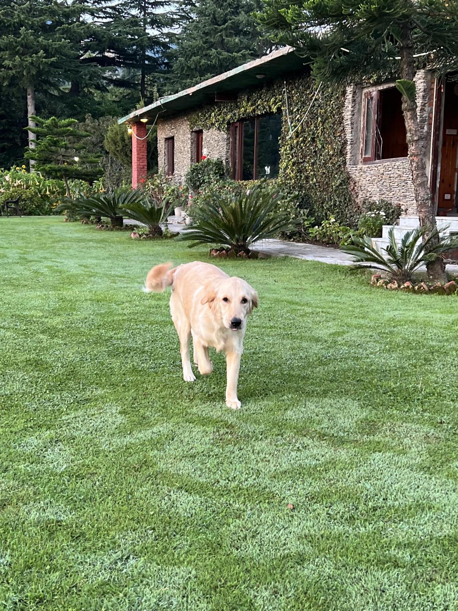 Lodge Cedar By Aahma Ramgarh (Uttarakhand)